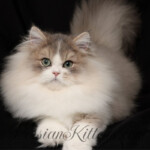 Kip Persian kittens