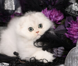 Doll Face Persian Kittens