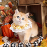 Rose Gold Shorthair Kitten