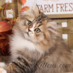 Doll Face Persian kittens for sale