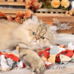 Bliss Doll Face Persian Kittens