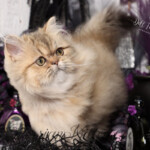 Bon Bon Persian kittens for sale near me