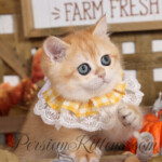 Bowser Persian cats
