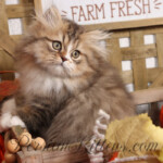 Chewy Persian Kittens for sale