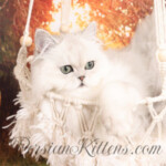 Dust Bunny Persian kittens for sale near me