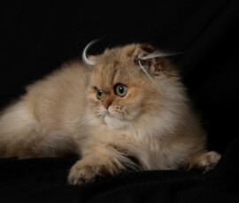 Doll Face Persian Kittens