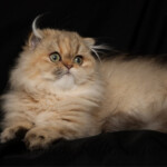 Marigold Doll Face Persian Kittens