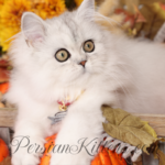 Milani Doll Face Persian Kittens