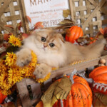 Wasabi Persian cats for sale