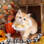 Rose Gold Exotic Shorthair Kitten