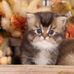 Chipmunk Persian Kittens for sale