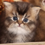Persian kittens for sale near me