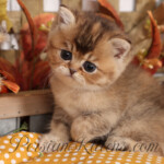 Indian Summer Doll Face Persian Kittens
