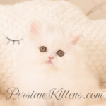Persiankittens.com