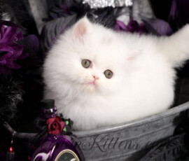 Persian cats for sale