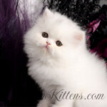 Marshmallow Fluff Persian cats for sale