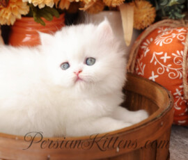 Persian kittens for sale near me