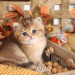 Mocha Doll Face Persian Kittens for sale