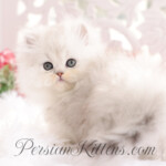 Rug Hugger Persian Kitten