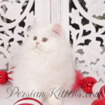White Persian Kitten for sale
