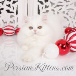 white Persian kitten for sale