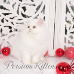 White Persian Kitten for sale