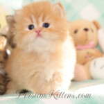 doll face Persian kittens
