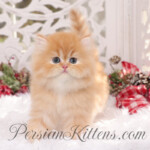 Persian kittens for sale near me