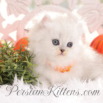 Rug Hugger Persian kitten