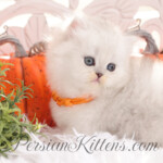 Rug Hugger Persian kitten