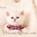 shorthair Persian kittens for sale