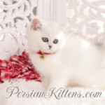 Short hair Persian kittens