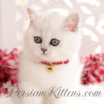 Short hair Persian kittens