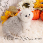 Doll Face Persian Kittens for sale