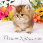 Golden Chinchilla Persian