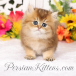 Golden Chinchilla Persian