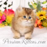 Golden Chinchilla Persian