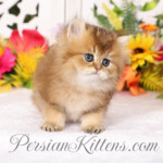 Golden Chinchilla Persian