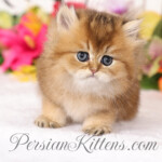 Golden Chinchilla Persian