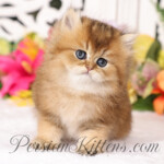 Golden Chinchilla Persian