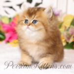 Golden Chinchilla Persian