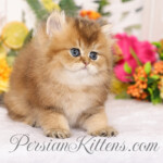 Golden Chinchilla Persian