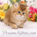 Golden Chinchilla Persian