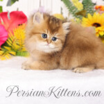 Golden Chinchilla Persian