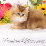 Golden Chinchilla Persian