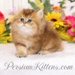 Golden Chinchilla Persian