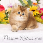 Golden Chinchilla Persian