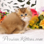 Golden Chinchilla Persian