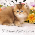 Golden Chinchilla Persian