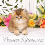 Golden Chinchilla Persian